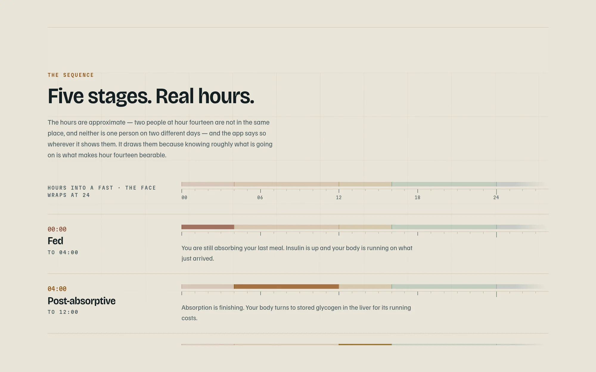 The five fasting phases on a 24-hour timeline